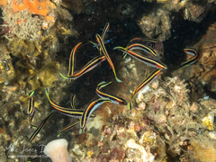 Trachinops taeniatus