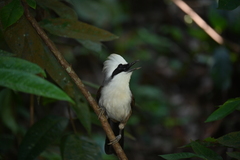 Garrulax leucolophus