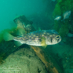 Dicotylichthys punctulatus