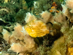 Brachaluteres jacksonianus