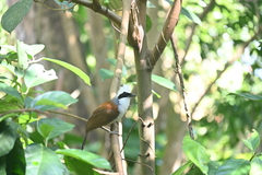 Garrulax leucolophus