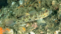 Istigobius hoesei