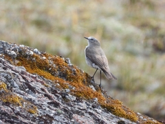 Muscisaxicola alpinus