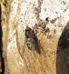 Dasysyrphus friuliensis
