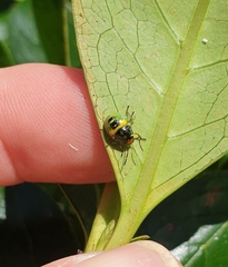 Glaucias amyoti