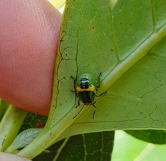 Glaucias amyoti