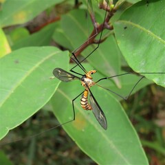 Leptotarsus clavatus