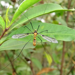 Leptotarsus clavatus