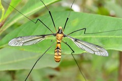 Leptotarsus clavatus