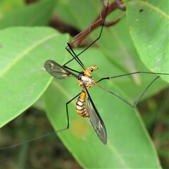 Leptotarsus clavatus