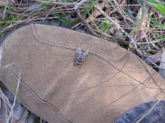 Scaptia