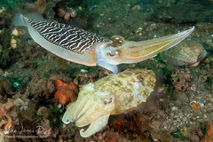 Sepia plangon