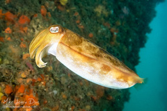 Sepia plangon