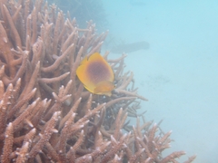 Chaetodon aureofasciatus