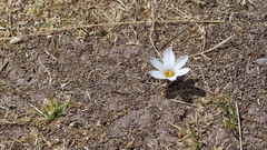 Zephyranthes andina