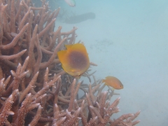 Chaetodon aureofasciatus