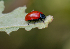 Chrysomela populi