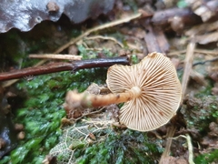 Pholiota subflammans