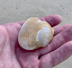Tapes conspersus