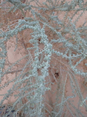 Artemisia judaica