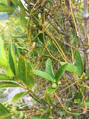 Gynochthodes deplanchei