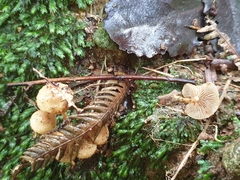 Pholiota subflammans