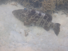 Epinephelus coioides
