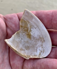 Tapes conspersus