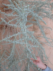 Artemisia judaica