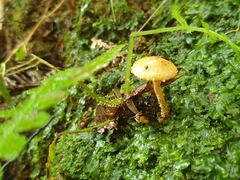 Pholiota subflammans