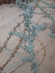 Artemisia judaica