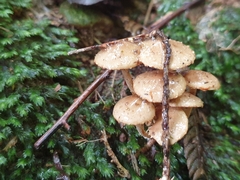 Pholiota subflammans