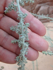 Artemisia judaica