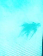 Dactylopterus volitans