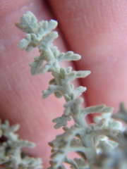 Artemisia judaica