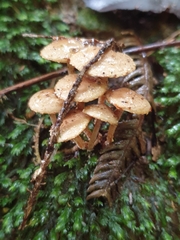 Pholiota subflammans