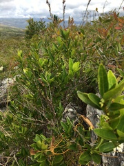 Gynochthodes deplanchei