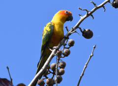 Aratinga solstitialis