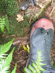 Pholiota subflammans