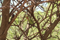 Agapornis roseicollis