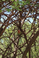 Agapornis roseicollis