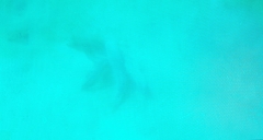 Dactylopterus volitans