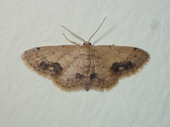 Idaea chotaria
