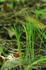 Carex lanceolata