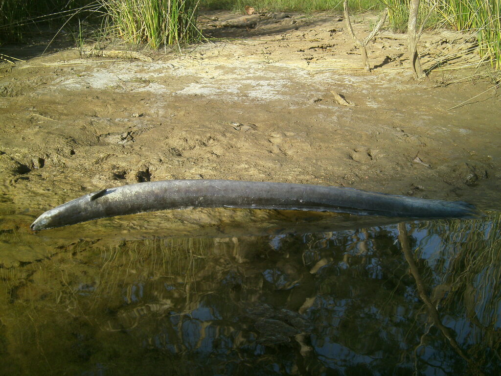 Shortfinned Eel from Torquay VIC 3228, Australia on January 8, 2023 at