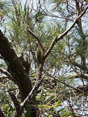 Zosterops japonicus loochooensis