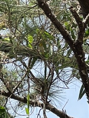 Zosterops japonicus loochooensis