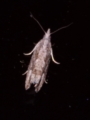 Strepsicrates ejectana