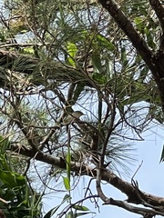 Zosterops japonicus loochooensis