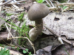 Lentinus substrictus